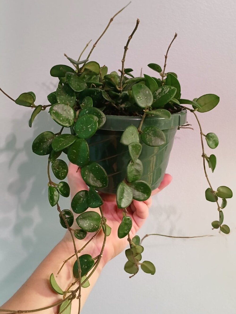 Hoya Mathilde - Picture 4 of 4